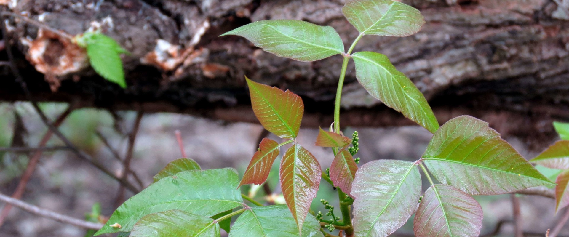 Does poison ivy grow everywhere?