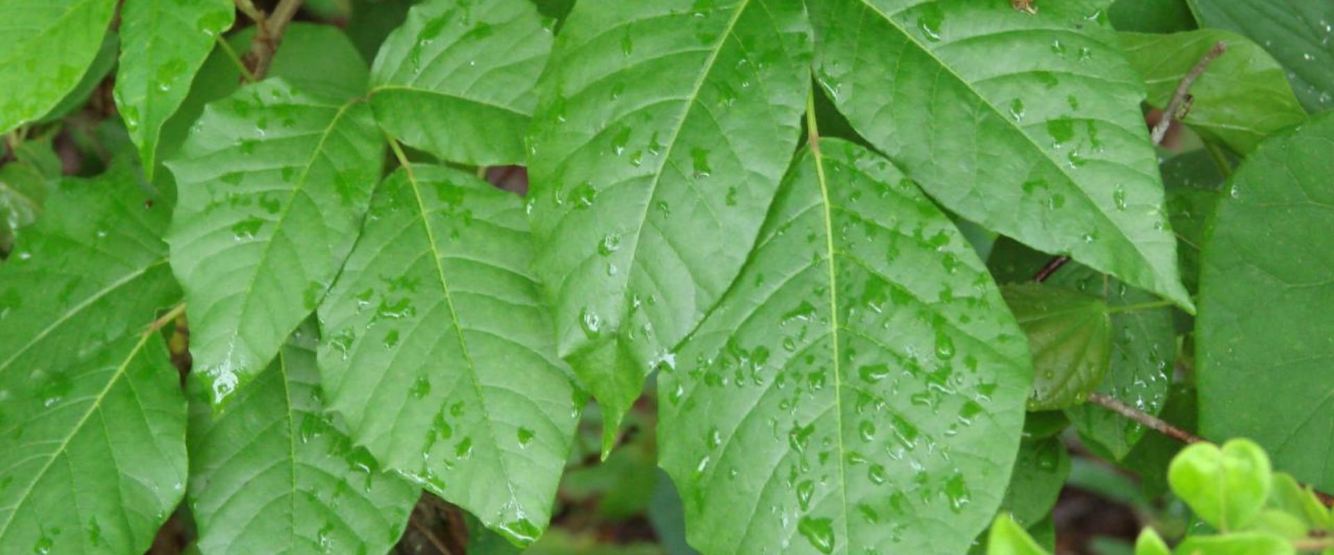 Will poison ivy spray kill other plants?