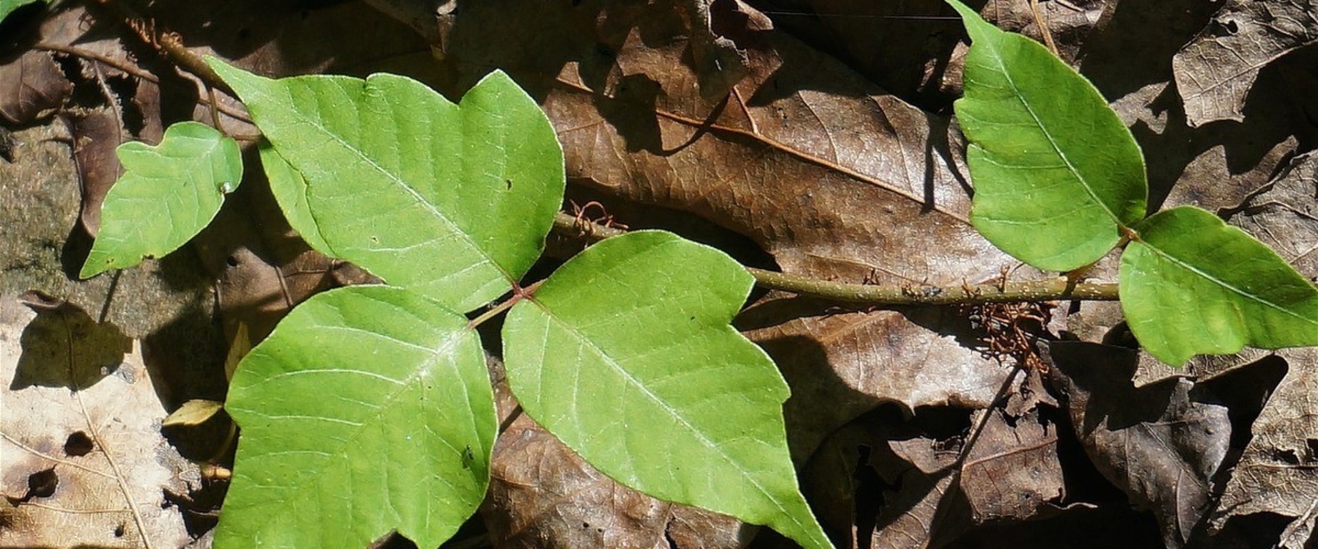 How much does it cost to remove poison oak?