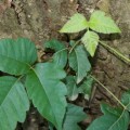 What habitat does poison ivy grow?