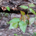 Does poison ivy grow everywhere?