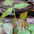 How do you stop poison ivy from growing back?