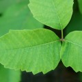 Is poison ivy a plant defense?