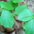 What poison ivy look like?