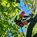 Tree Pruning Services in Cabins, WV for Safer Yards and Effective Poison Ivy Removal
