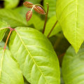 Can poison ivy lead to death?