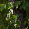 Rooting Out Danger: Poison Ivy Removal And Tree Care In Leesburg, VA