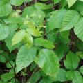Where can poison ivy be found?