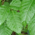 Will poison ivy spray kill other plants?