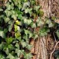 Should ivy be removed from trees?