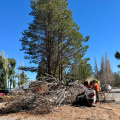 Expert Poison Ivy and Tree Removal Services in South Lake Tahoe