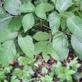 Are poison ivy roots poisonous?