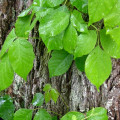 How does poison ivy kill trees?