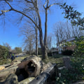 From Poison Ivy Removal To Tree Service: Creating Safer Landscapes In Pembroke Pines