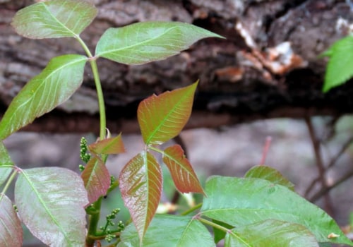 Does poison ivy kill other plants?
