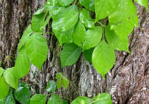 Does poison ivy kill trees?
