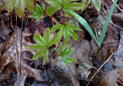 How Poison Ivy Removal Supports Long-Term Property Safety