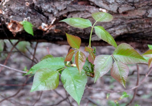 What do landscapers use for poison ivy?