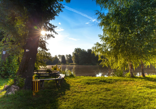 Expert Poison Ivy Removal and Tree Services in South Hampton Roads