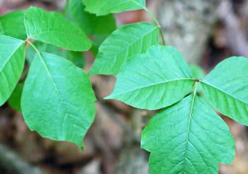 What poison ivy look like?