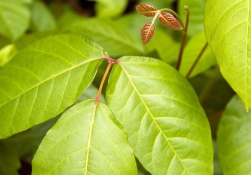 Can poison ivy kill a dog?