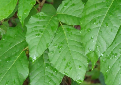 Will poison ivy spray kill other plants?
