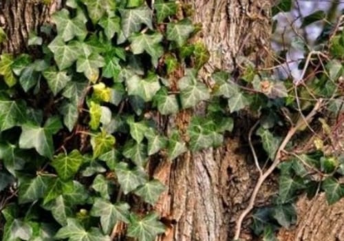 Should ivy be removed from trees?