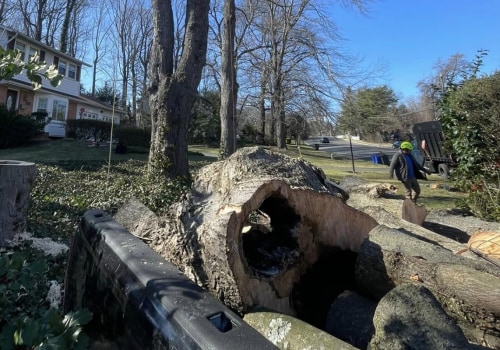 From Poison Ivy Removal To Tree Service: Creating Safer Landscapes In Pembroke Pines