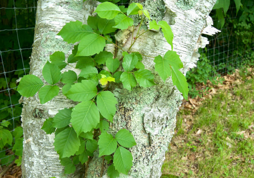 The Hidden Dangers Of Poison Ivy: How Lawn Mowing Services In Northern VA Can Help
